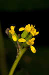 Wreath goldenrod